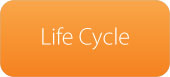 Life Cycle*